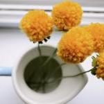 Pomdelions Set Of 5. Home ..